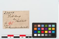 Etiketten zu Bernsteinanhänger (NHMW-PRAE-023977)
